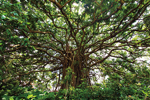 108_Banyan Tree-1