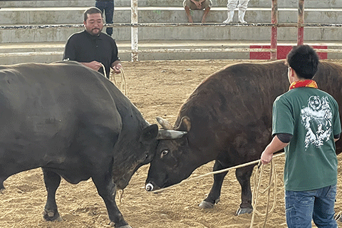 112_Bullfighting-1