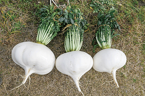 131_Sakurajima Radish-1
