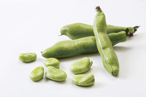 138_Fava Beans-1