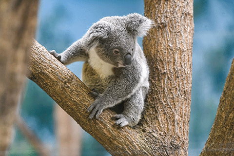 148_Koala-1