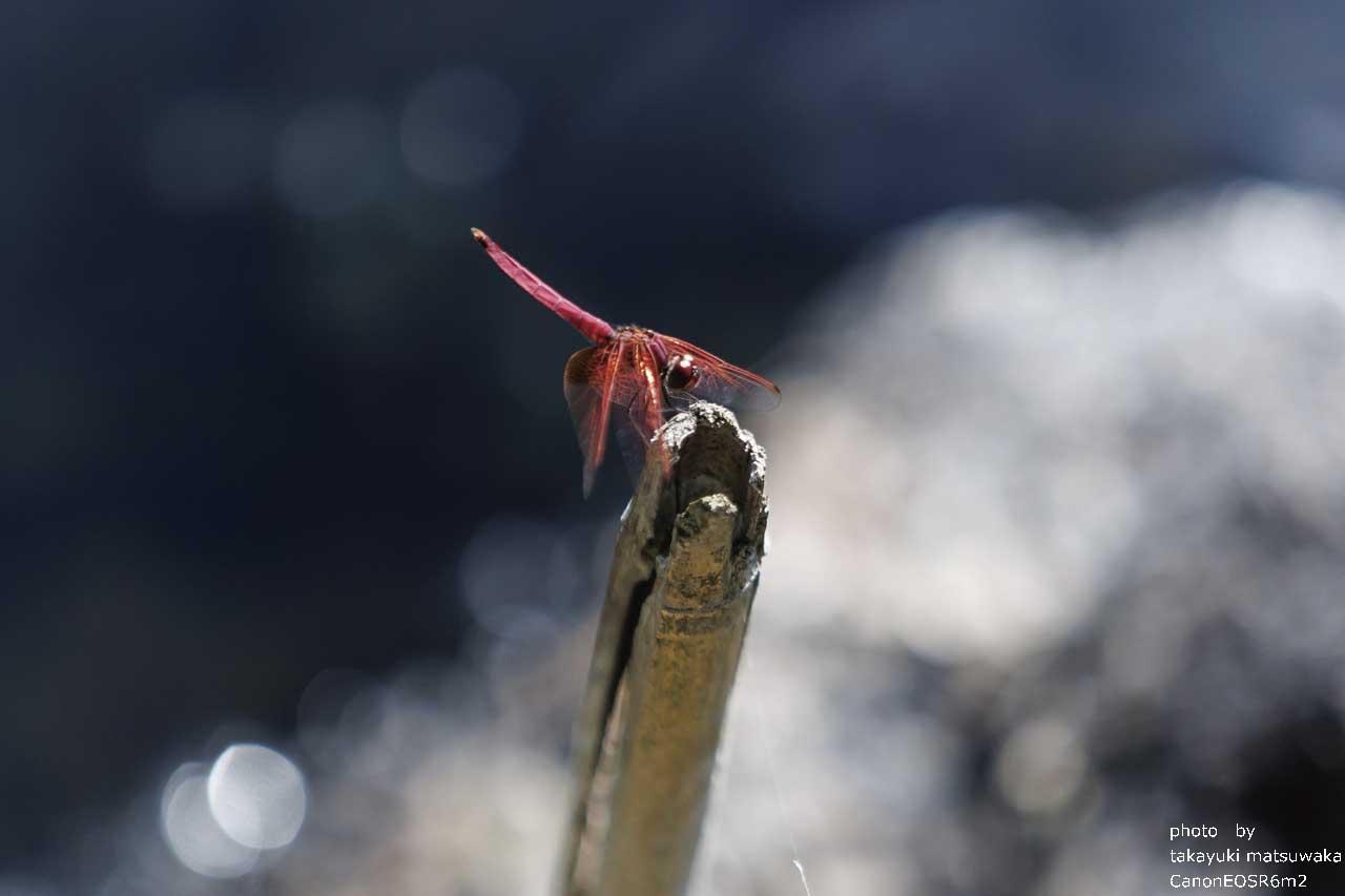 ベニトンボ-1