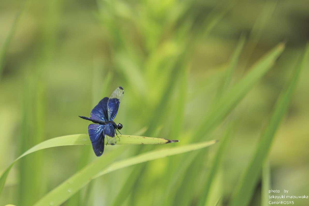 チョウトンボ-1