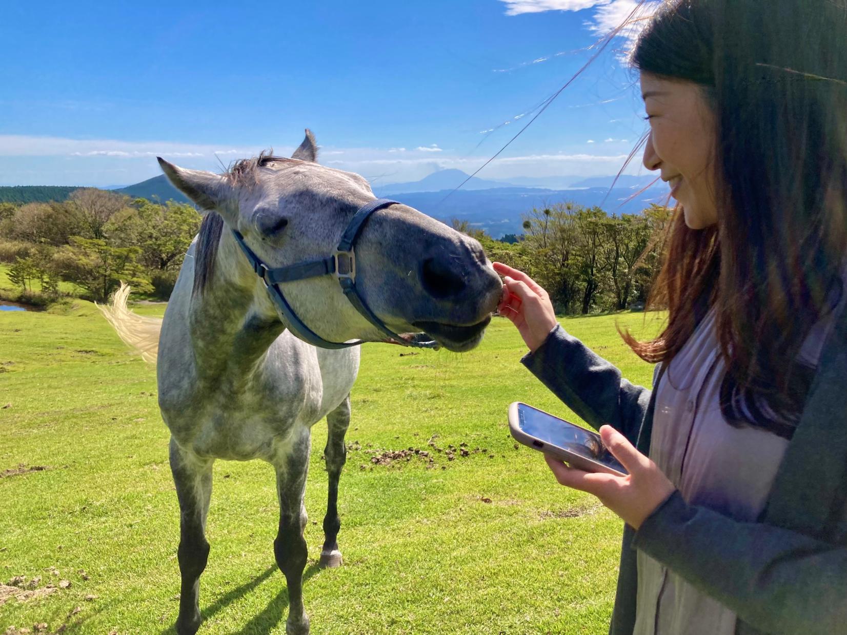 特集：余生を幸せに過ごす馬たちに出会える、究極の癒し旅　Re-Wild Kagoshima-1