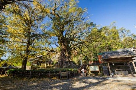  日本一の大楠・蒲生八幡神社 