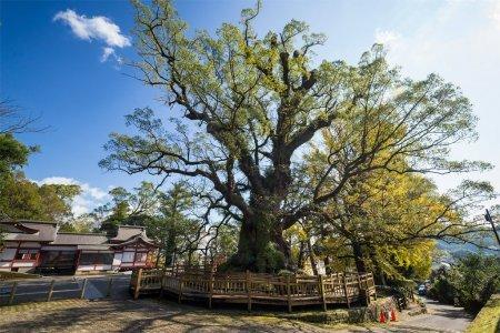日本一の大楠・蒲生八幡神社
