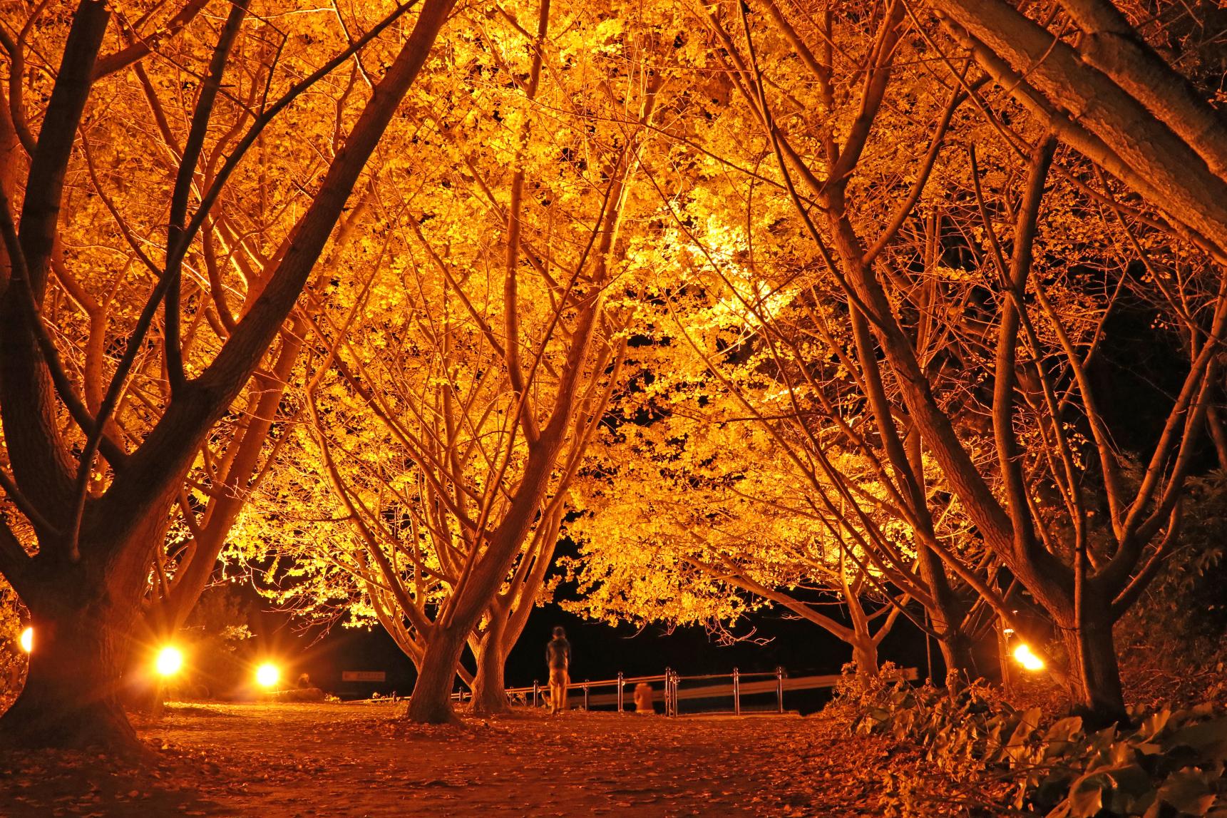 垂水千本イチョウ-1