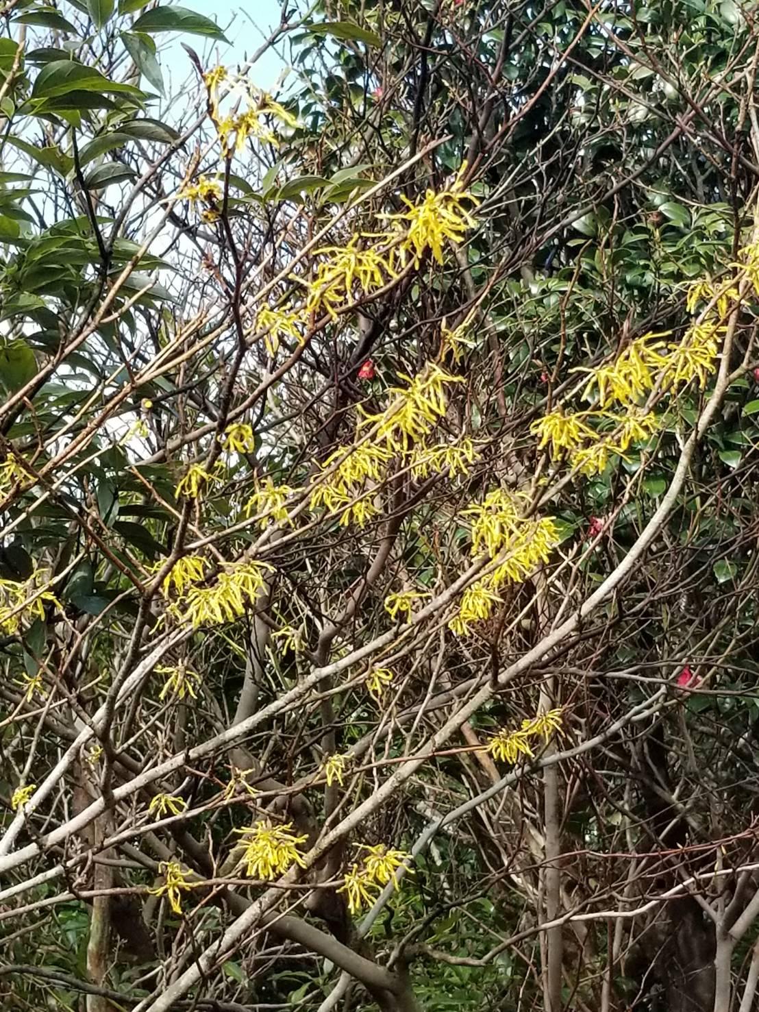 マンサク（2月）-1