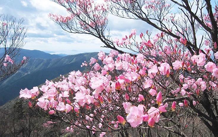 アケボノツツジ（4月）-1