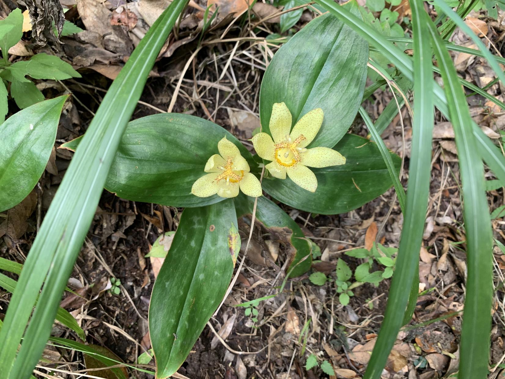 タカクマホトトギス （9月）-1