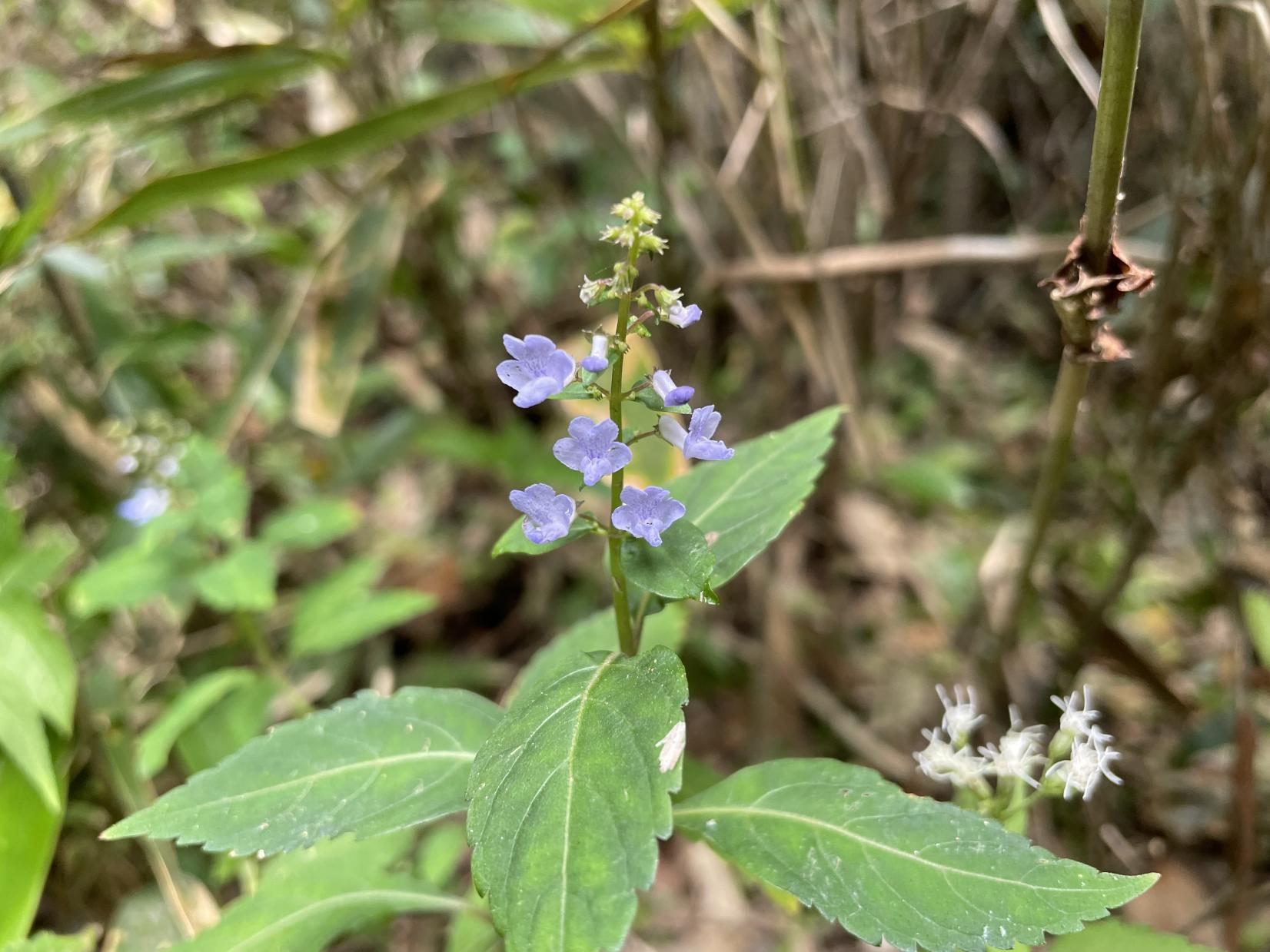 タカクマヒキオコシ（9月）-1