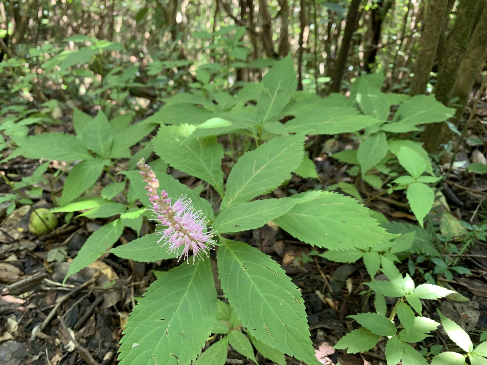 オオマルバノテンニンソウ（9月）-1