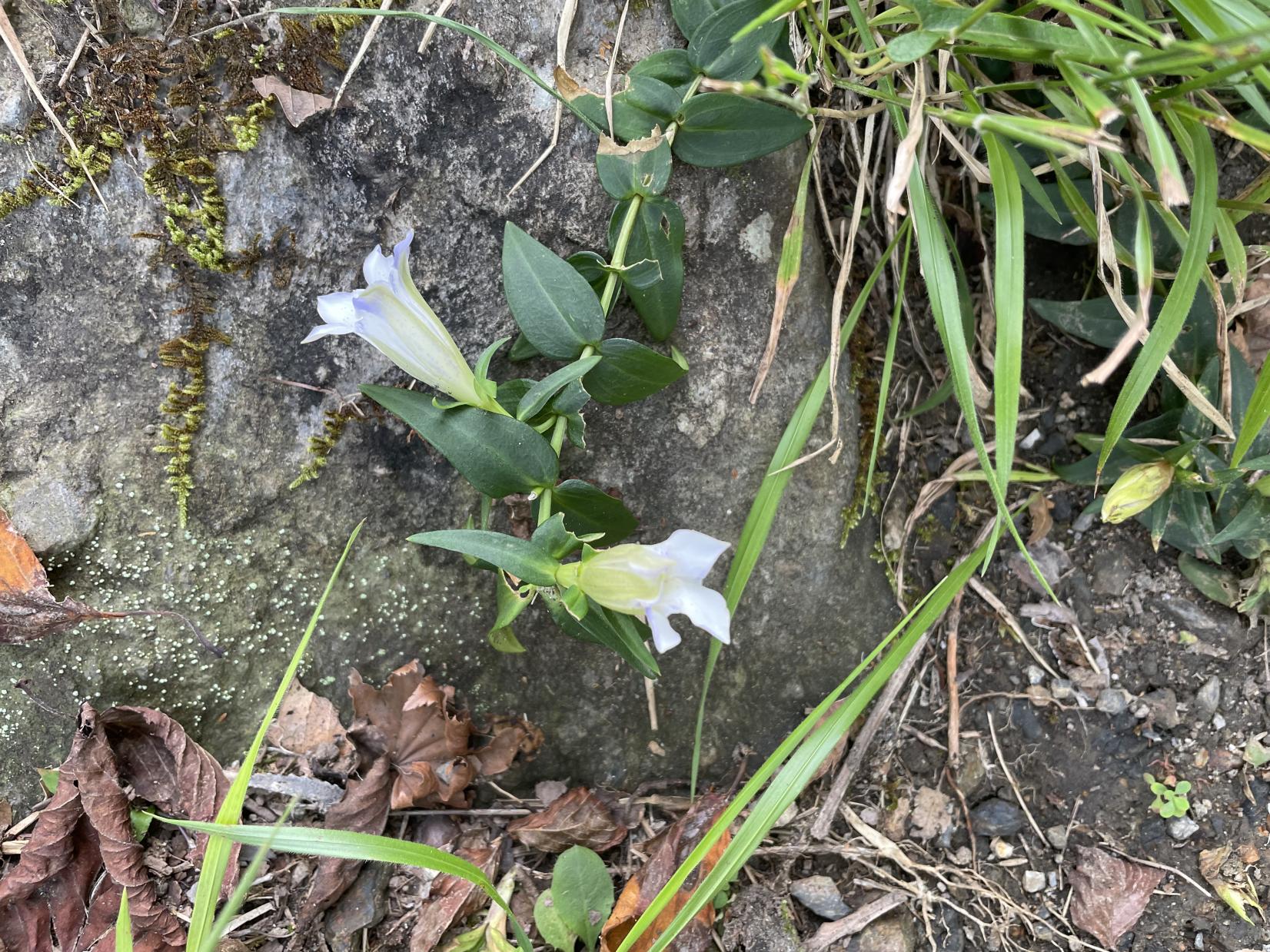 ツルリンドウ（9月）-1