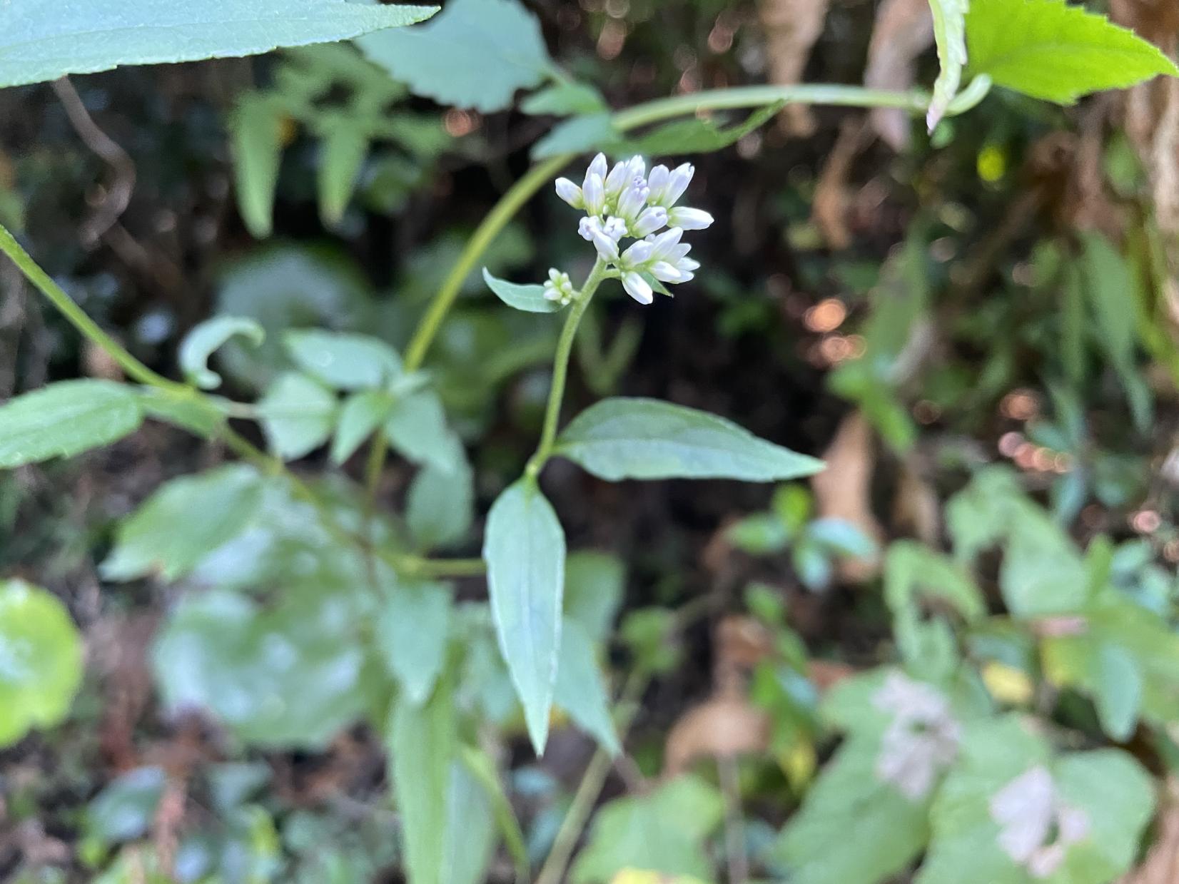 ヒヨドリバナ（9月）-1