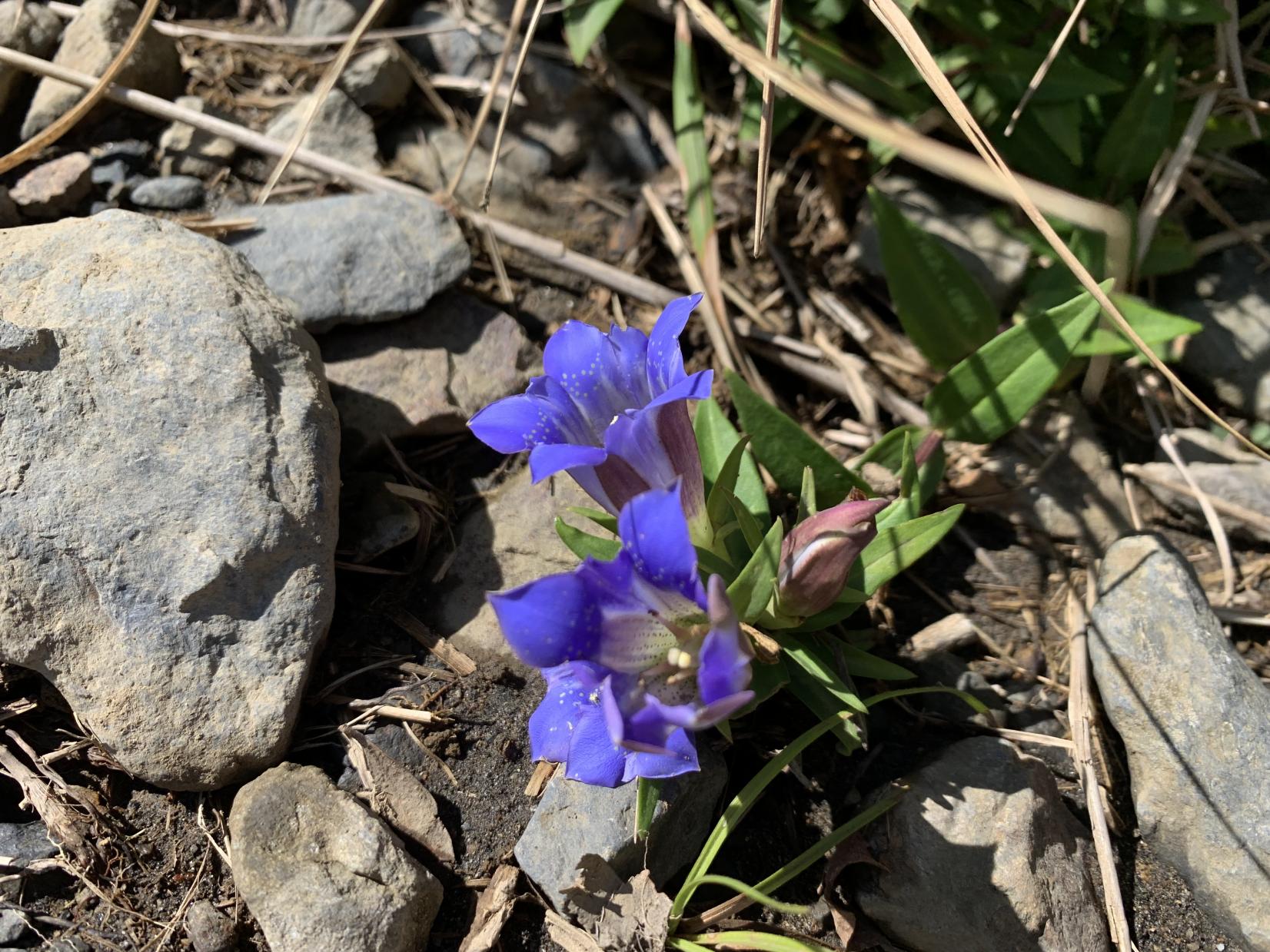 リンドウ（11月）-1