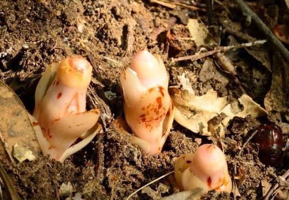 ヤッコソウ（11月）-1