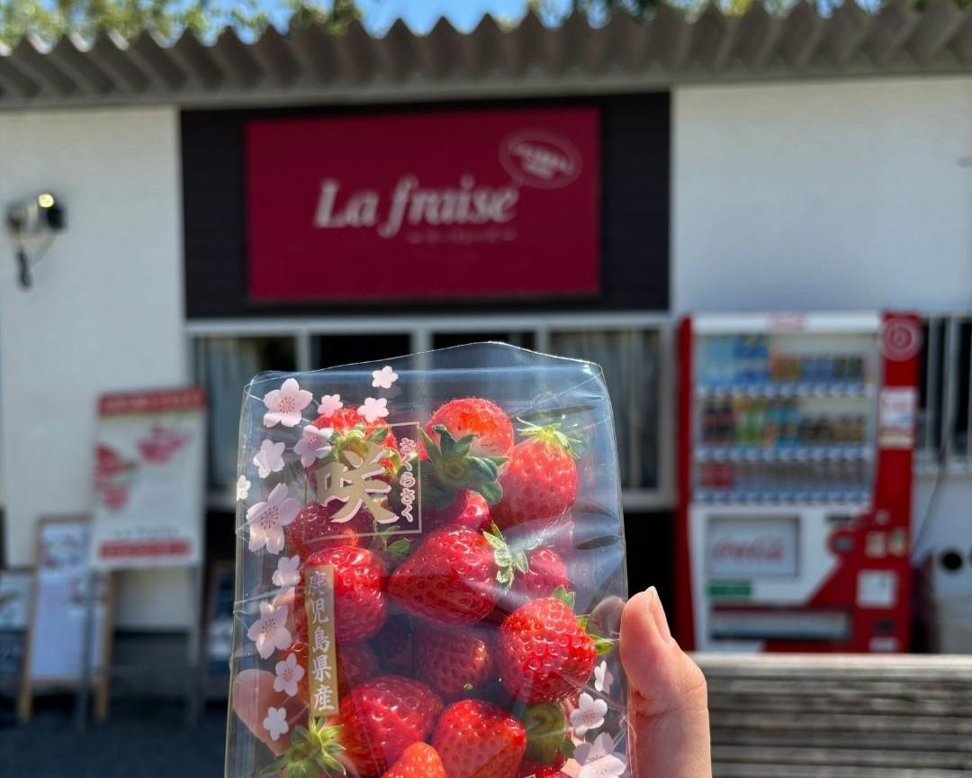  La fraise-ラ･フレーズ- 