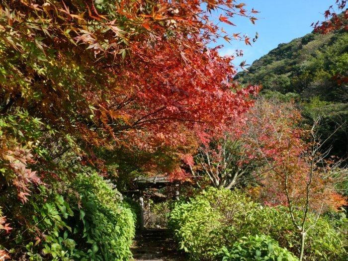 東雲の里あじさい園（出水市）-0