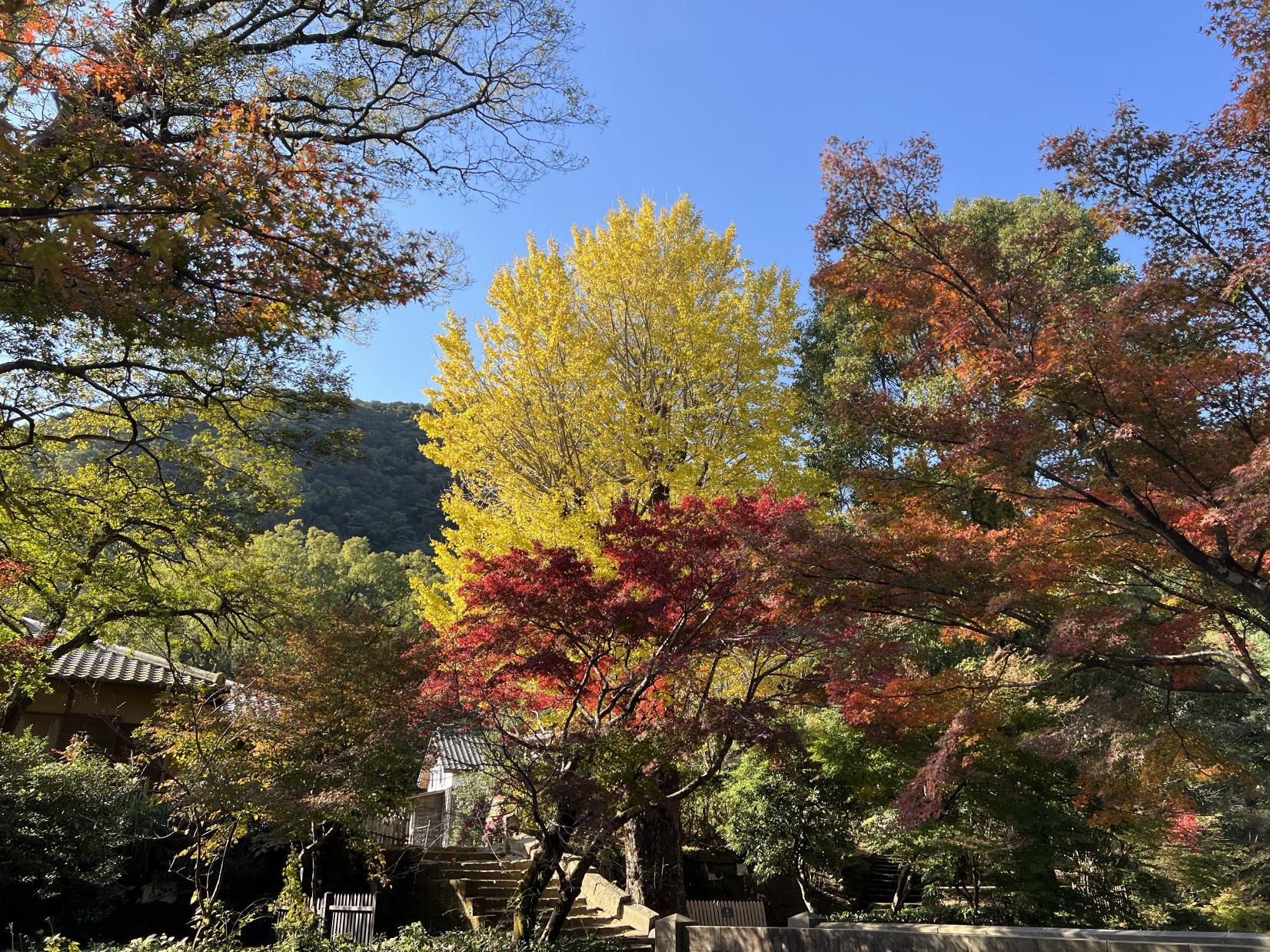名勝 仙巌園（鹿児島市）-2