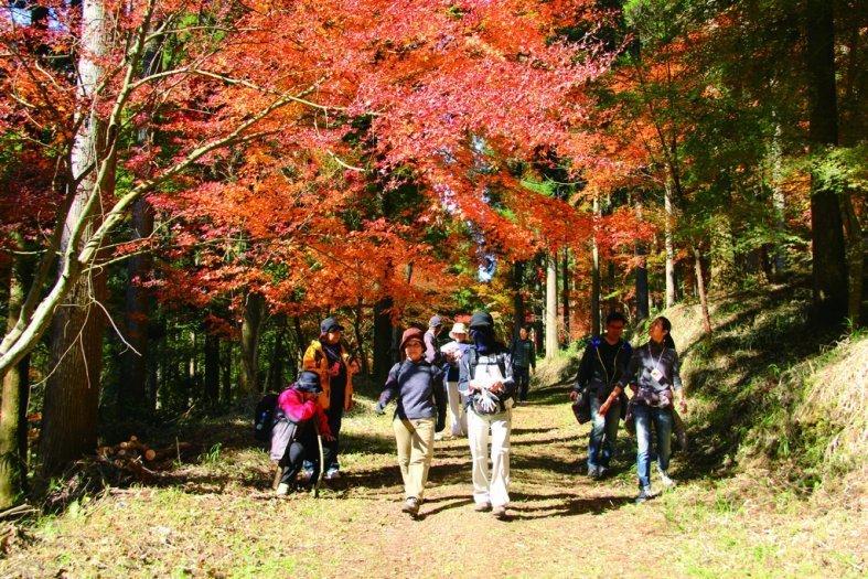 悠久の森（曽於市）-0