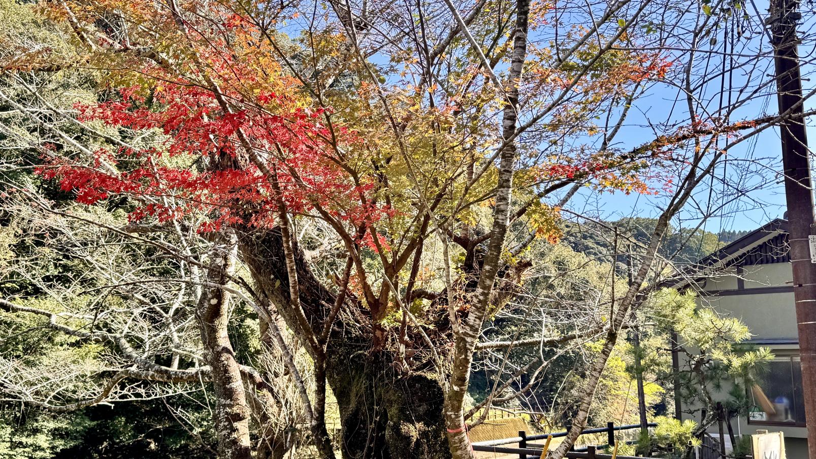 吾平山上陵（鹿屋市）-5