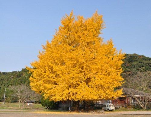 本城の大銀杏（肝付町）-0