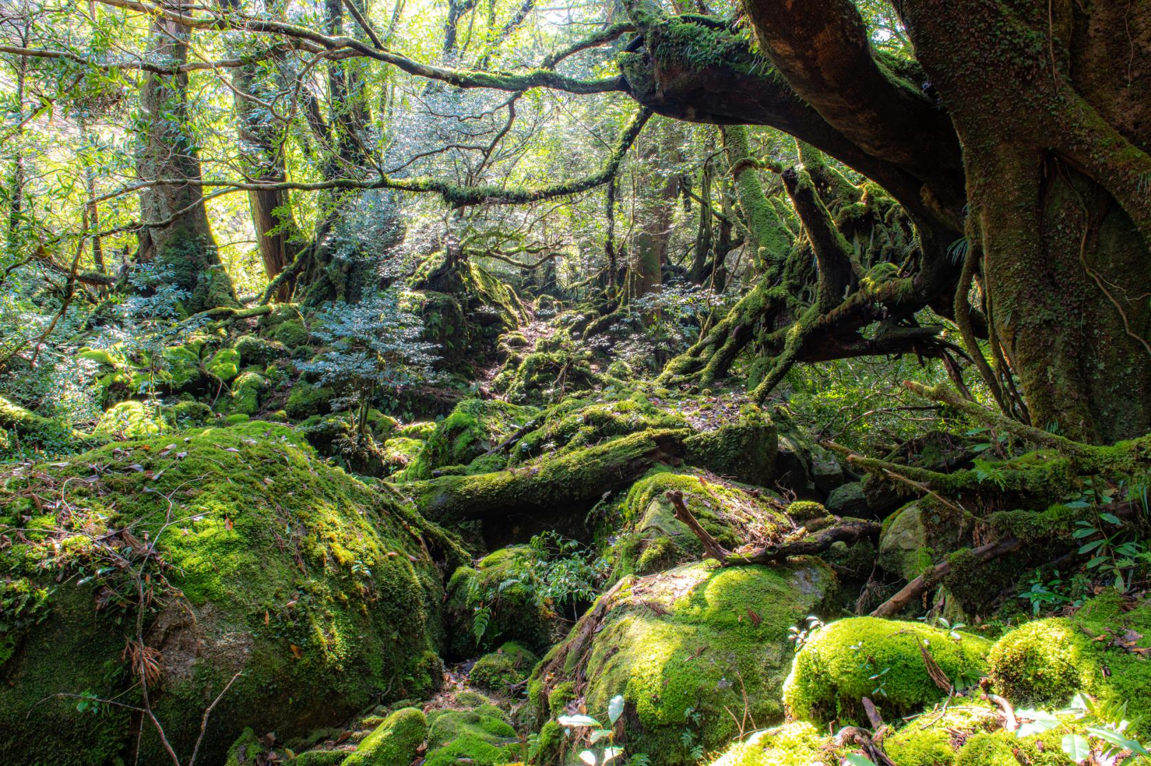 世界自然遺産の島・屋久島-0