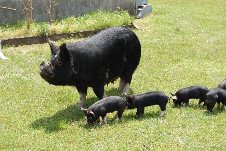 意外と深い「かごしま黒豚」の歴史-0