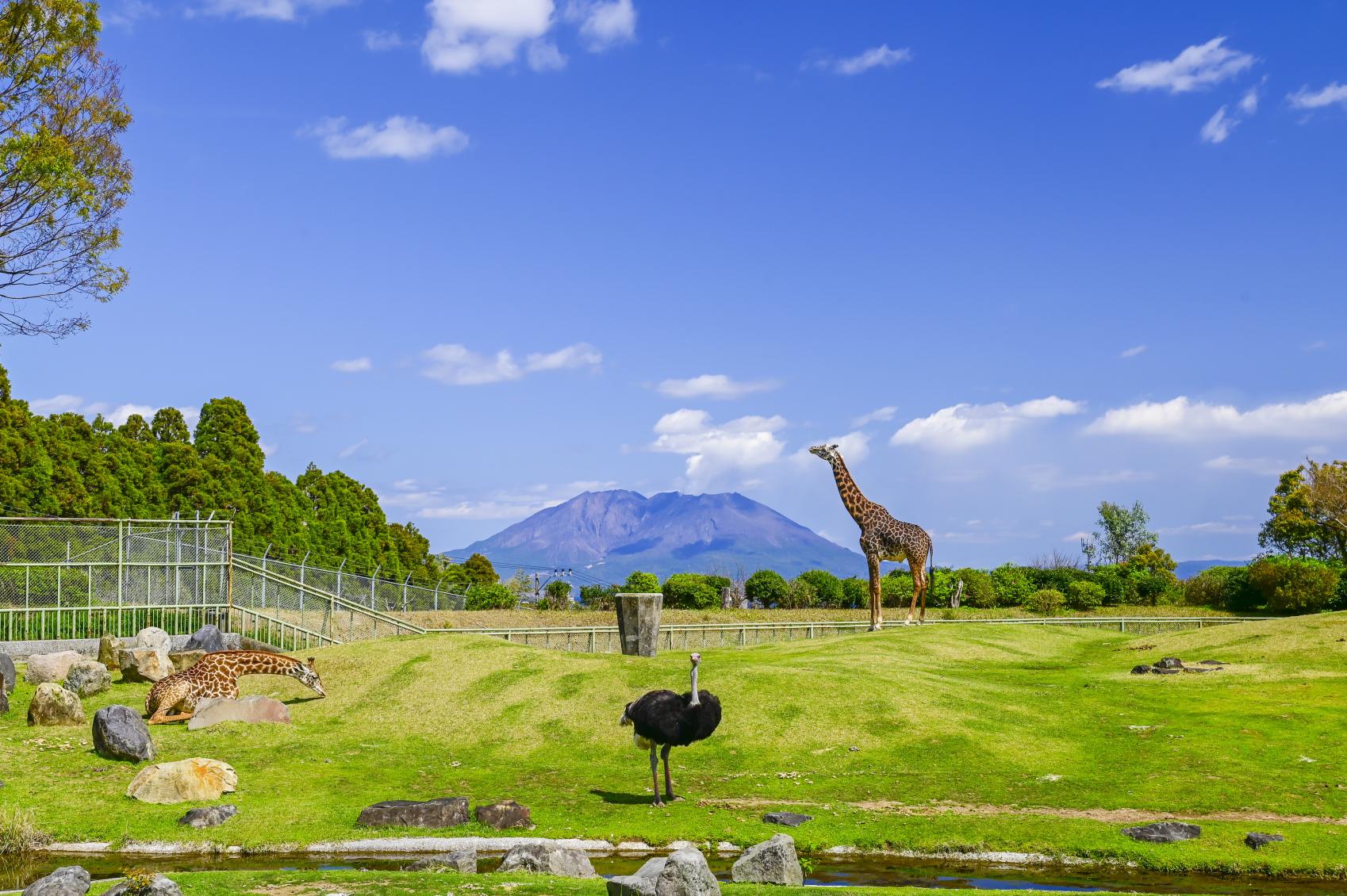 鹿児島市平川動物公園-0