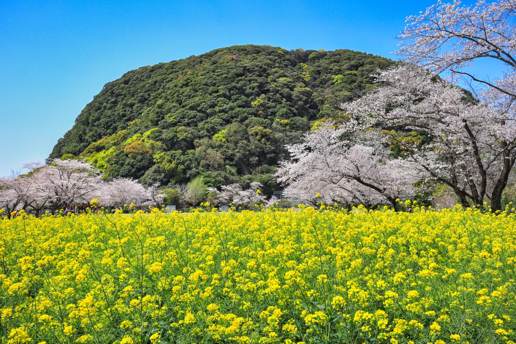 いこいの森 丸山公園-2