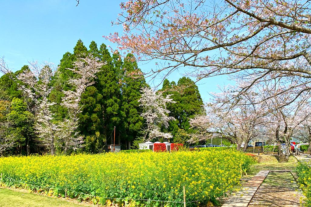 いこいの森 丸山公園-1