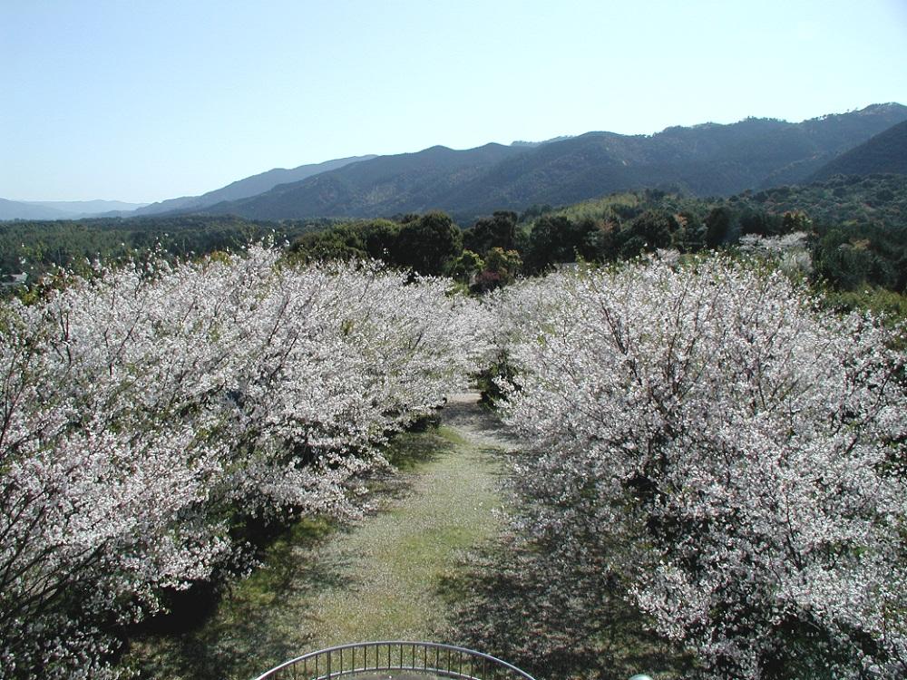 高野山公園・キャンプ場-2