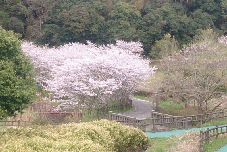 高野山公園・キャンプ場-0