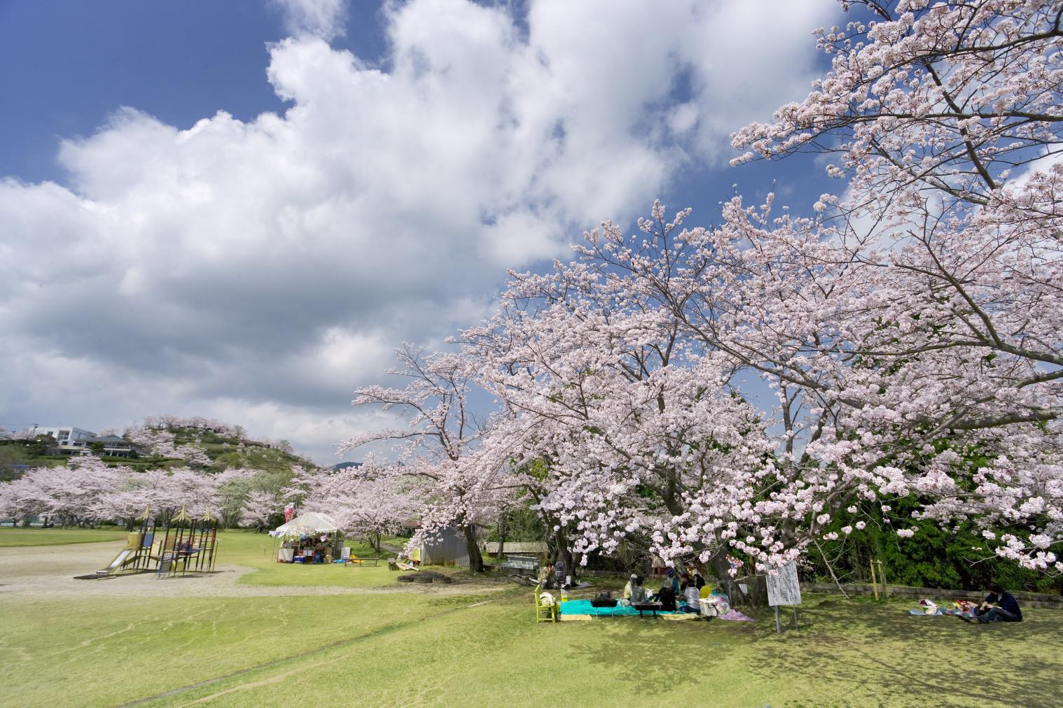 丸岡公園-0