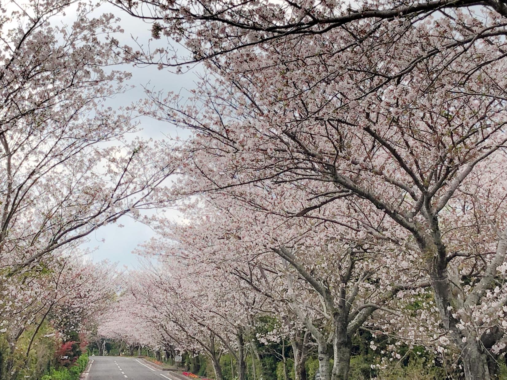 かいもん山麓ふれあい公園-1