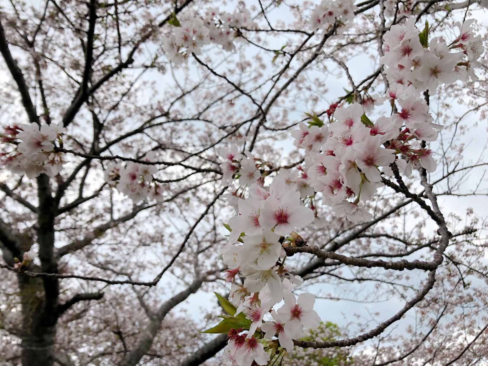 かいもん山麓ふれあい公園-3