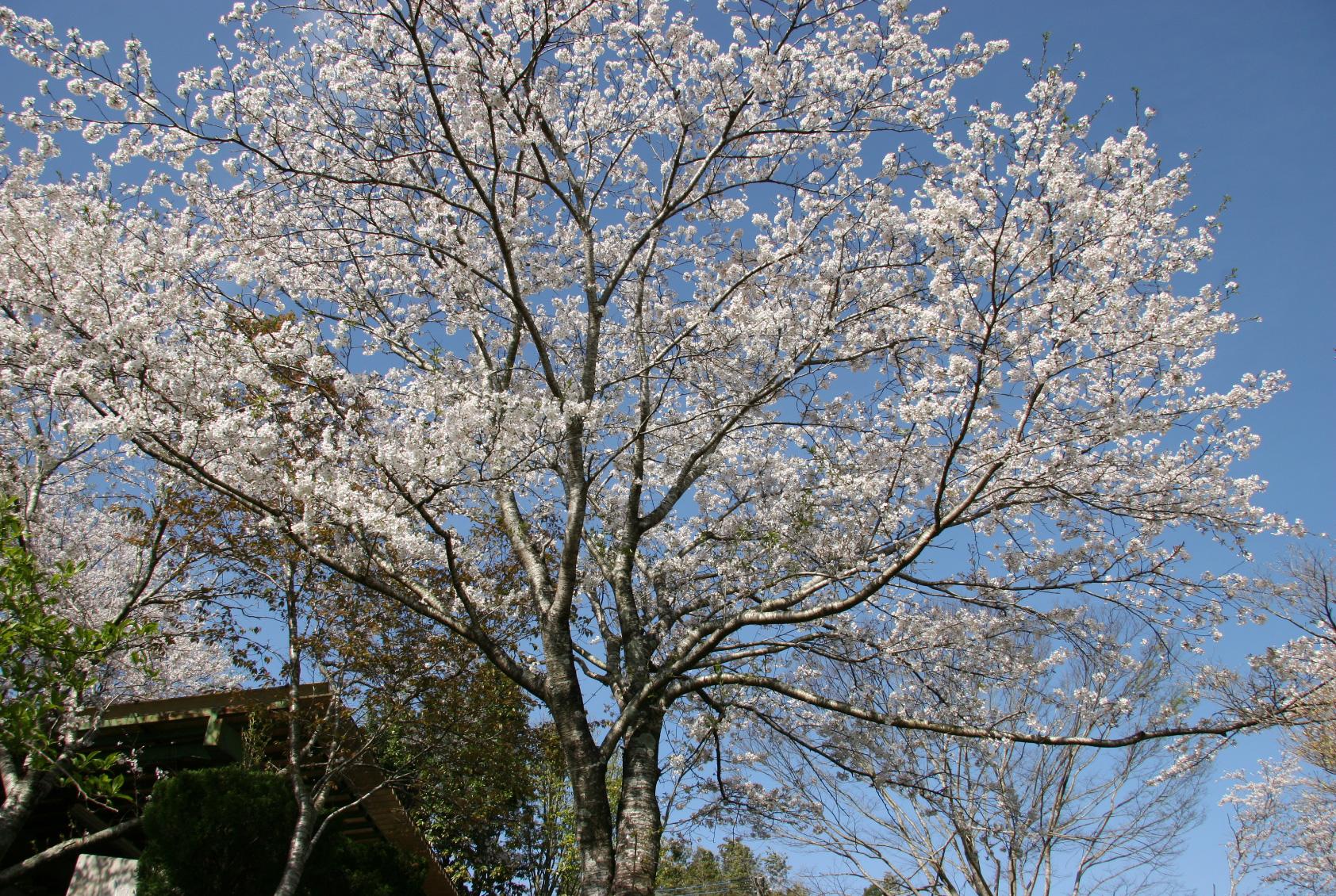 末吉向江公園-0