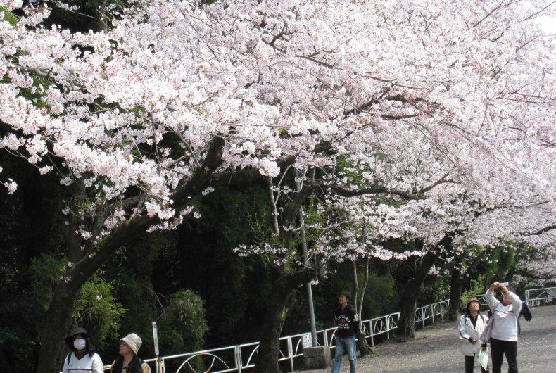 大隅総合運動公園-1