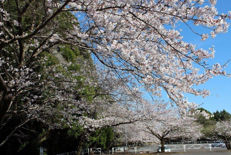 大隅総合運動公園-0