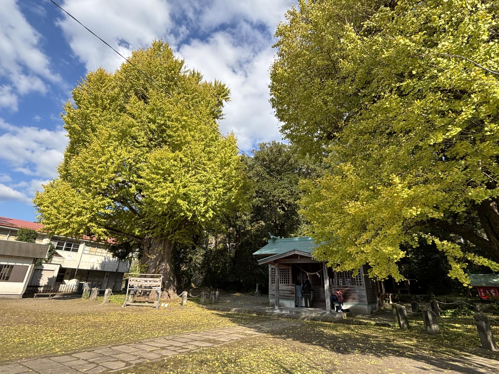 宮浦宮（福山の夫婦イチョウ）（霧島市）-5
