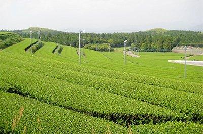 茶もみ体験（南九州市）-0