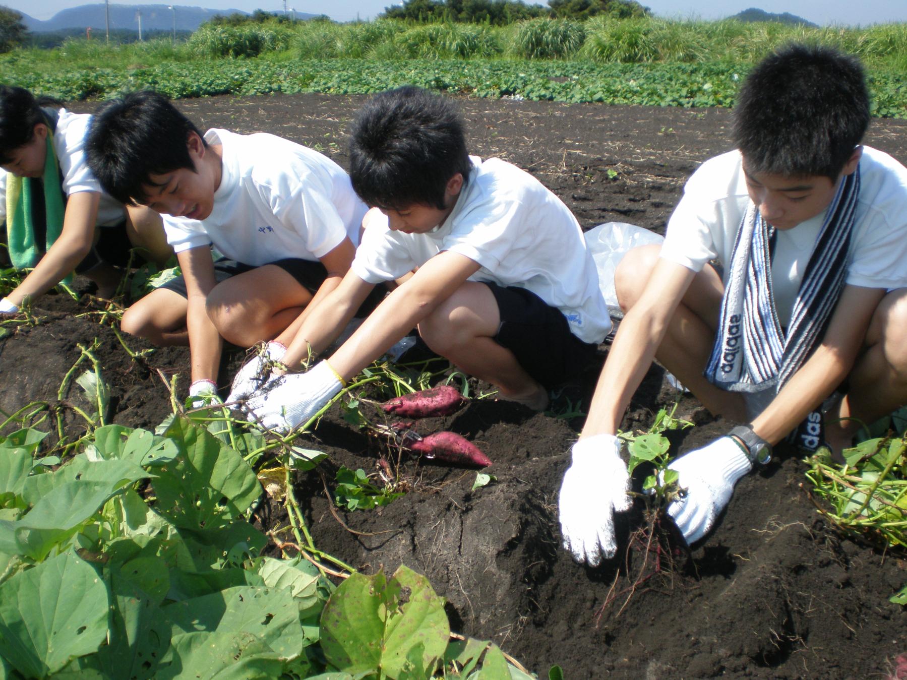 野菜収穫体験（鹿屋市）-0