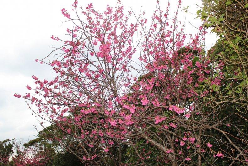 蒲生崎観光公園-0