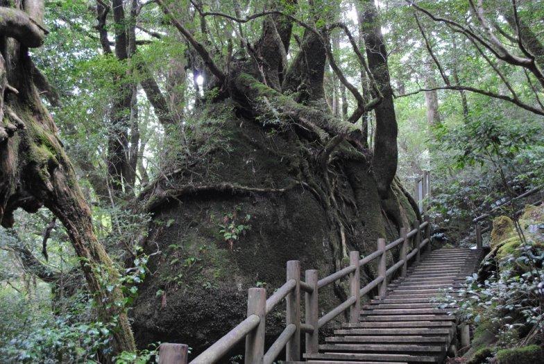 屋久島の大自然で「IKIKATA」を感じる-0