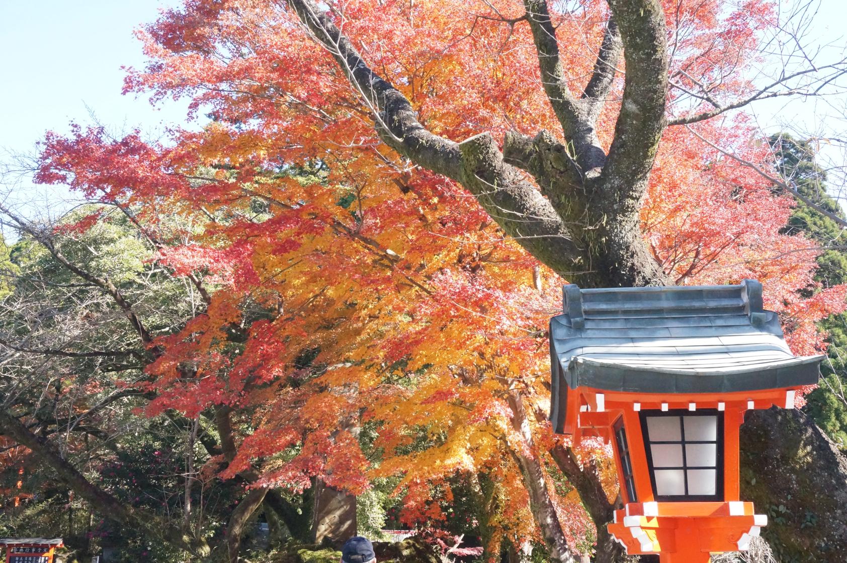 霧島神宮（霧島市）-5