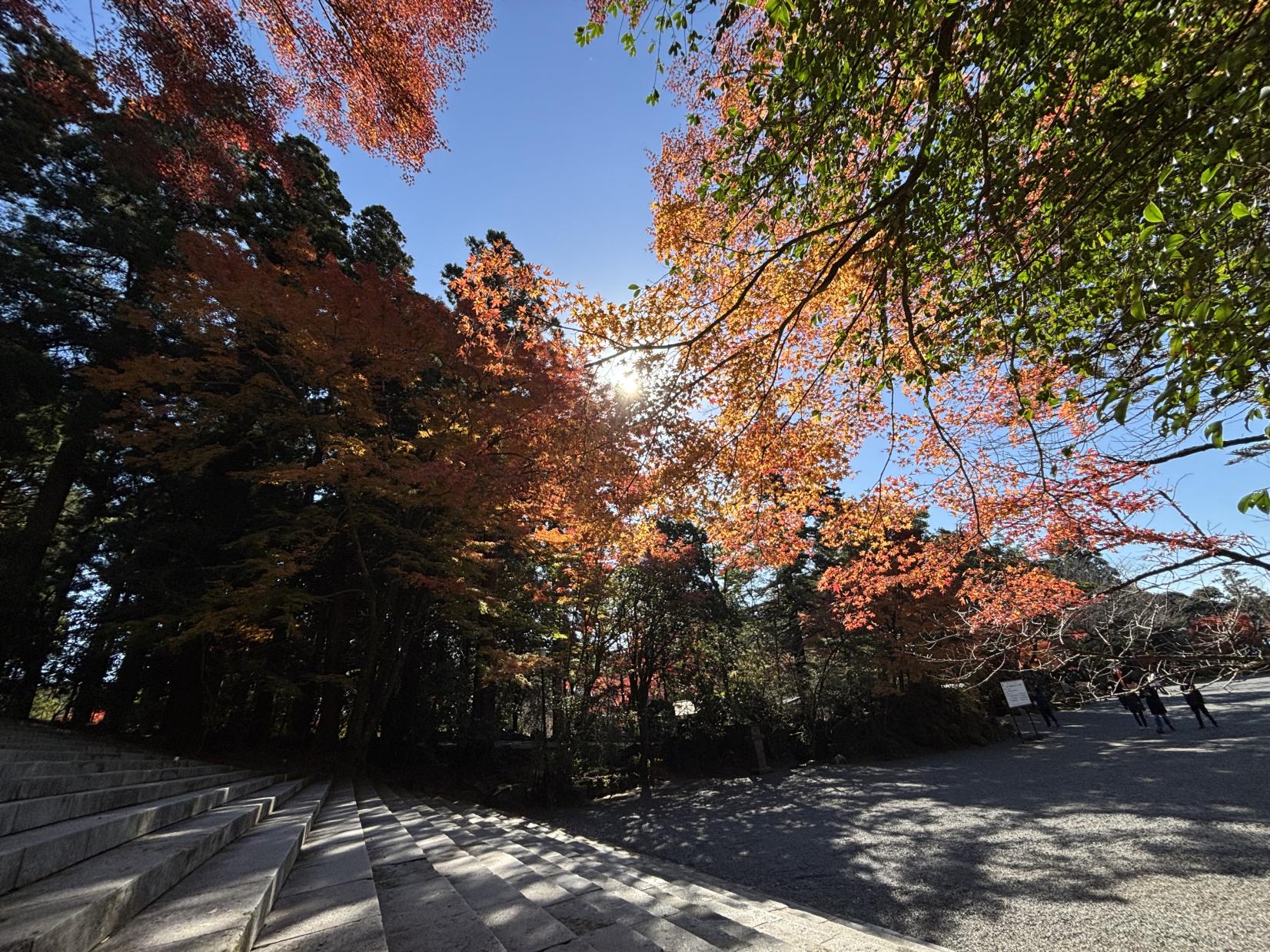 霧島神宮（霧島市）-8