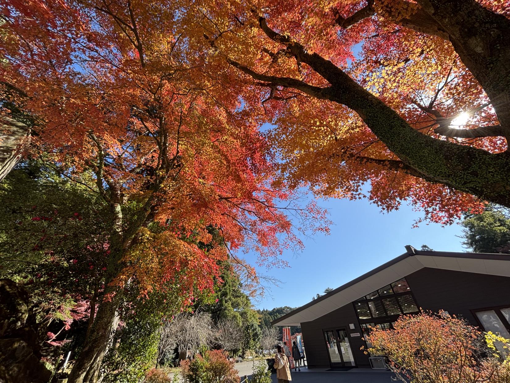 霧島神宮（霧島市）-4