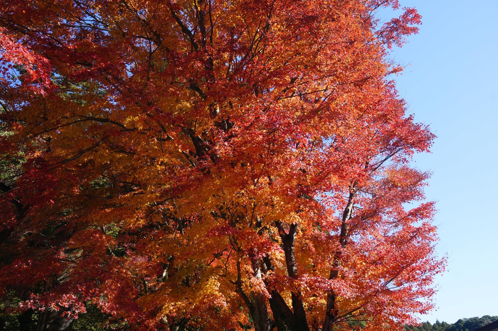 霧島神宮（霧島市）-6