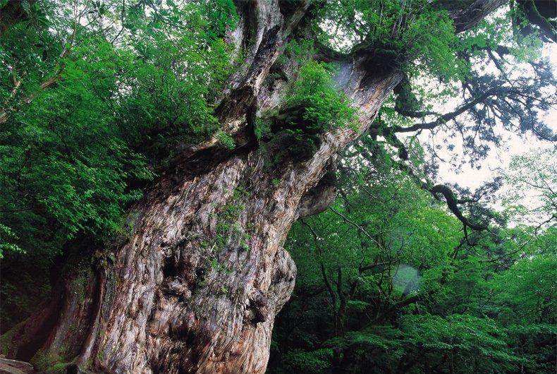 ◆太古の森が残る世界遺産の島-0