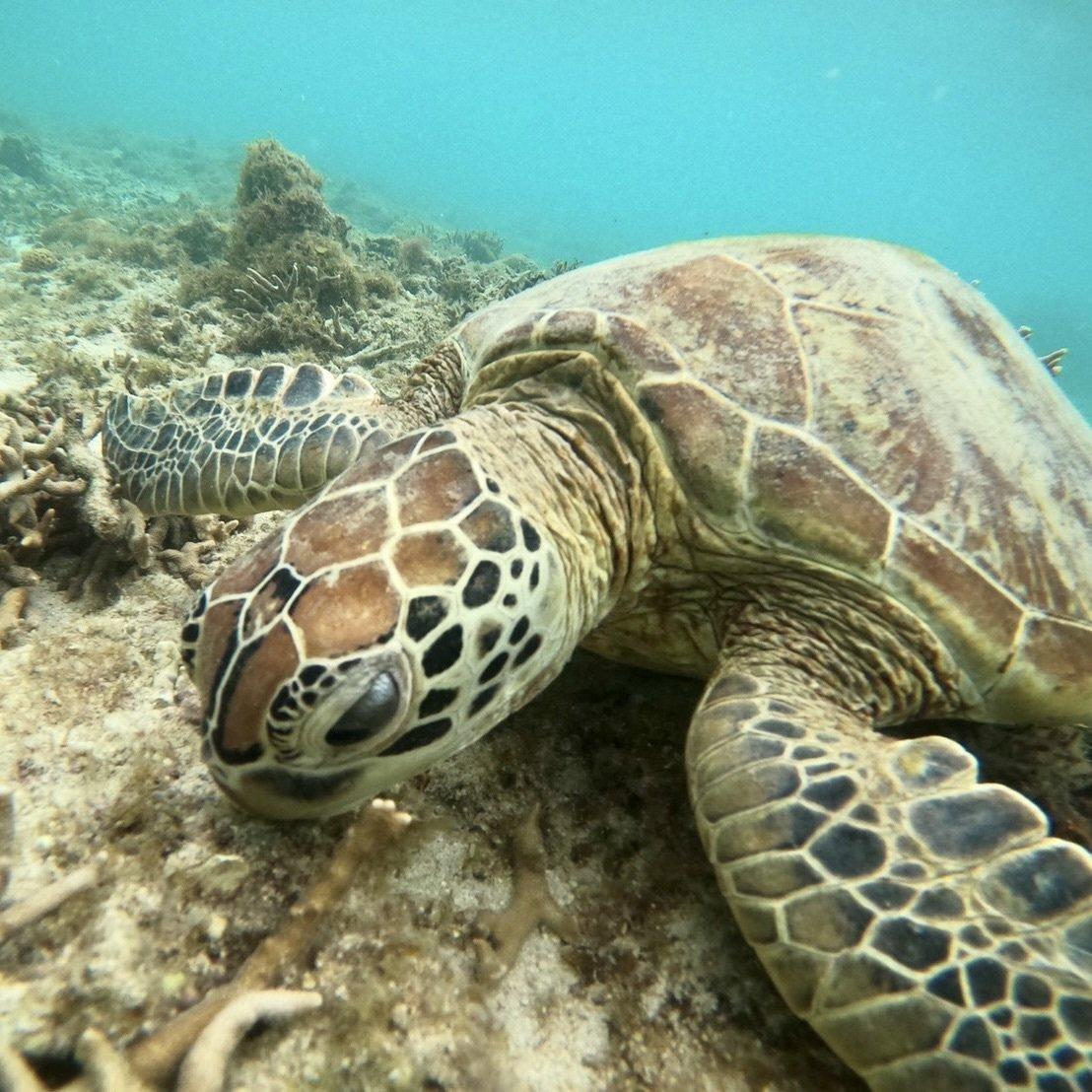 Abundance of coral and marine life-0